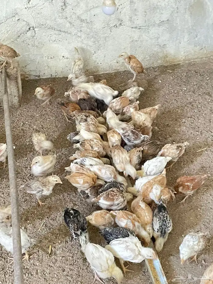 صوص للبيع بلدي 0