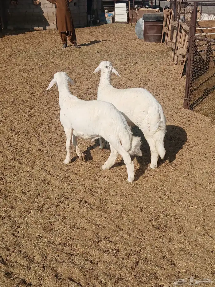 طليين للبيع بيشة 1