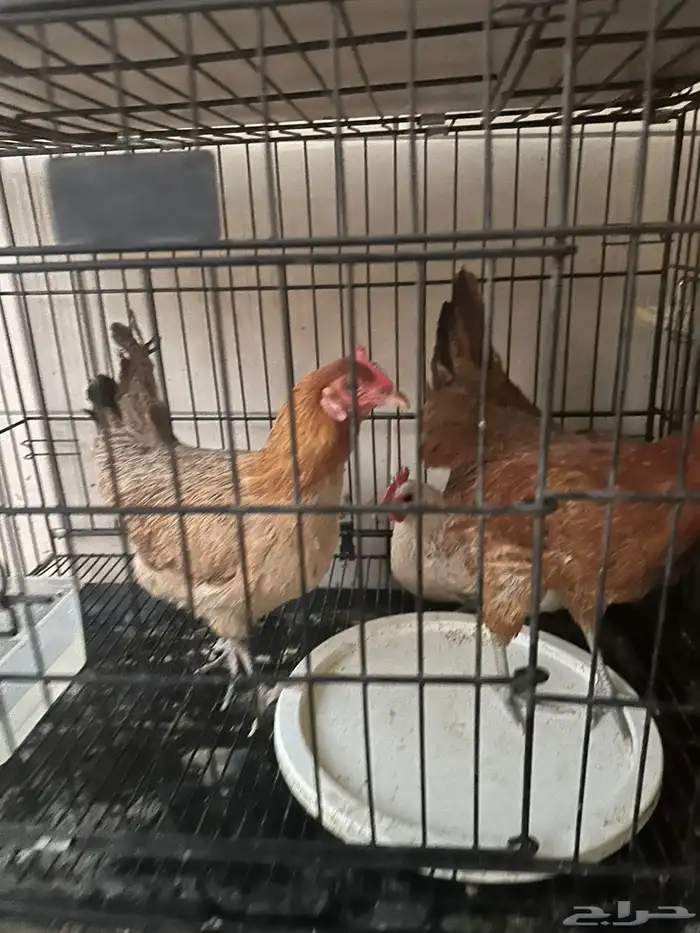 دجاج بلدي بياض للبيع 0