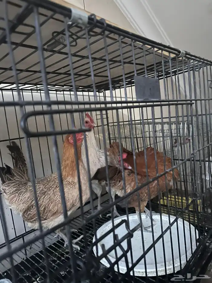 دجاج بلدي بياض للبيع 1