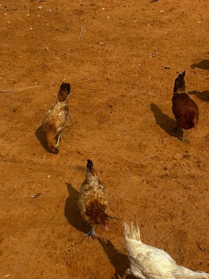 البيع دجاج بلدي 2