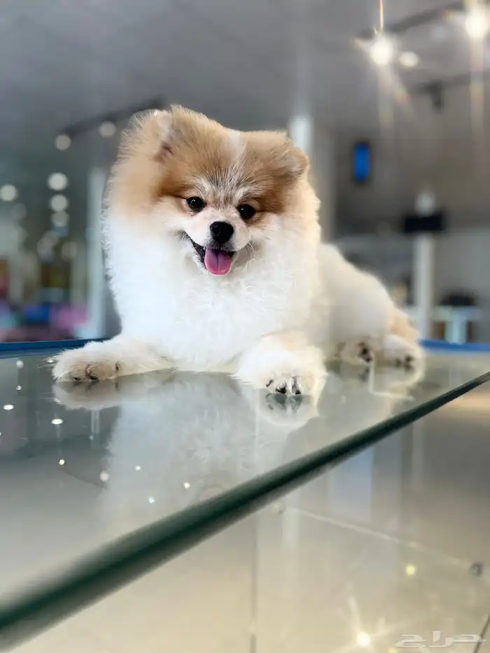 كل الحراج 17