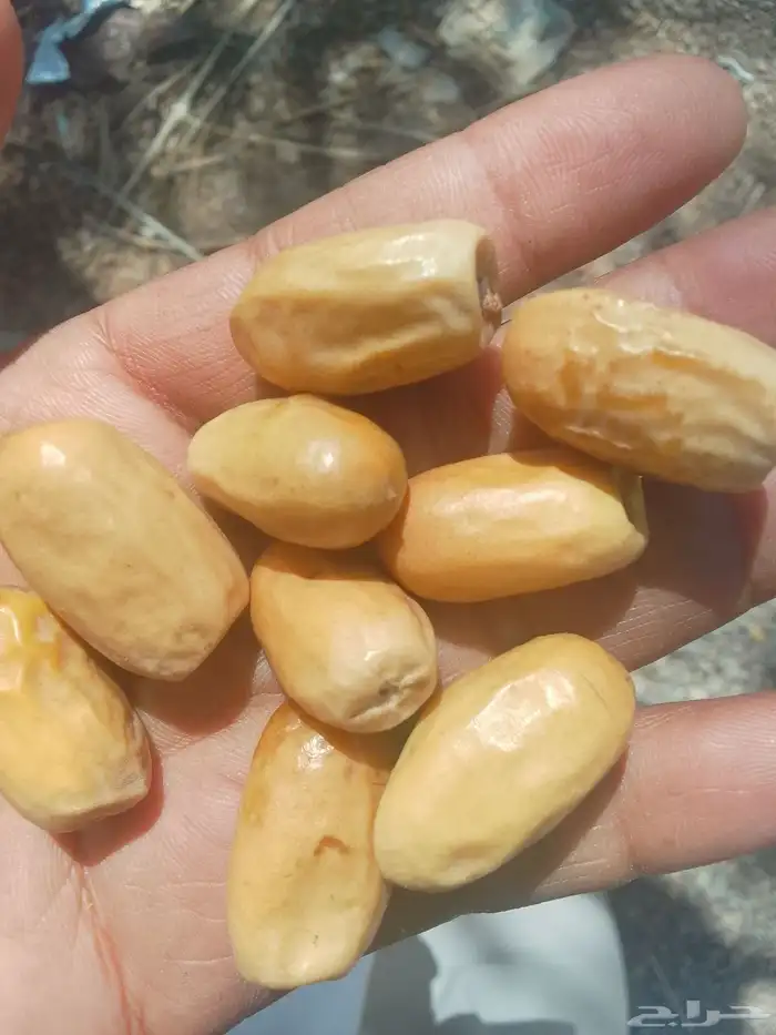 فسايل بياض للبيع 2