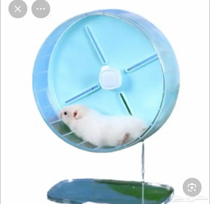 هامستر ابيض للبيع 1