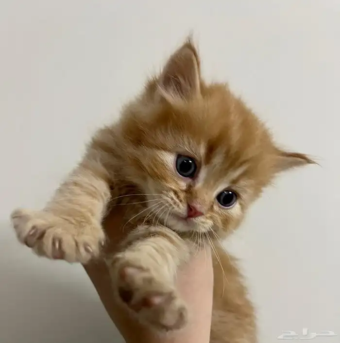 قط شيرازي للبيع 450 0