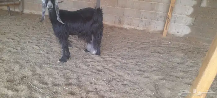 عنز حليب ديدها هش وحليبها وافر سوم 960 5