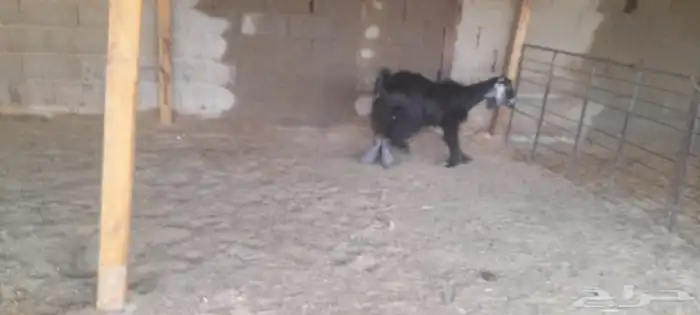 عنز حليب ديدها هش وحليبها وافر سوم 960 4