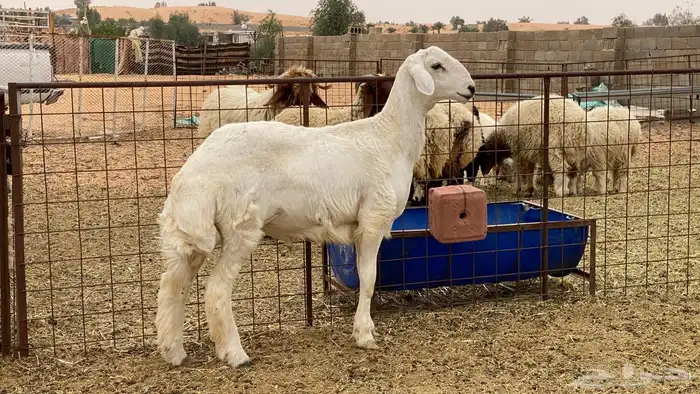 مشروع فحل حري 1