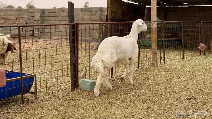 مشروع فحل حري 2