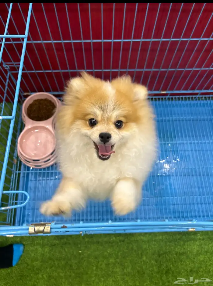 كل الحراج 15