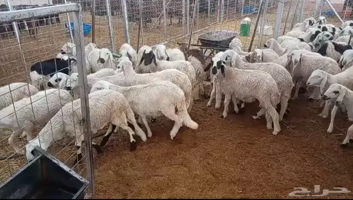 للبيع   خرفان -100 راس شبيه الحري سواكني 1