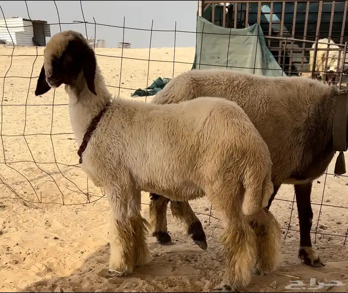 رخال نعيم طيبة 1