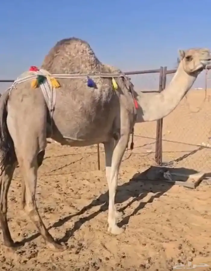 خلفه آركه من أوارك نجران 0