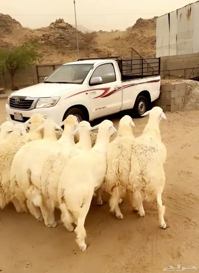 طليان جبر ناهي للمناسبات النماص 1