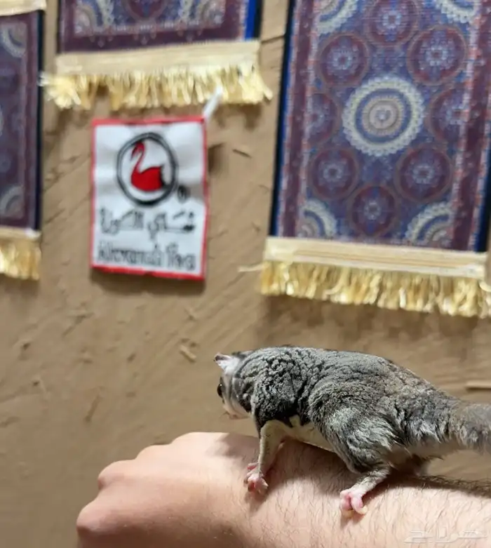 السنجاب الطائر  الشوقر قلايدر أليف ذكر 1