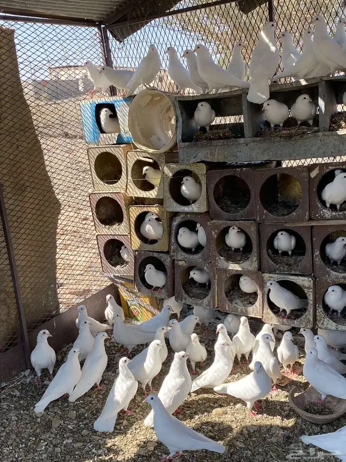 حمام فرنسي سوبر جانبو 17