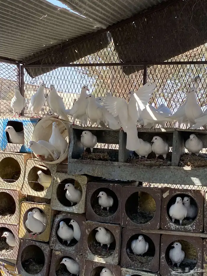 حمام فرنسي سوبر جانبو 15