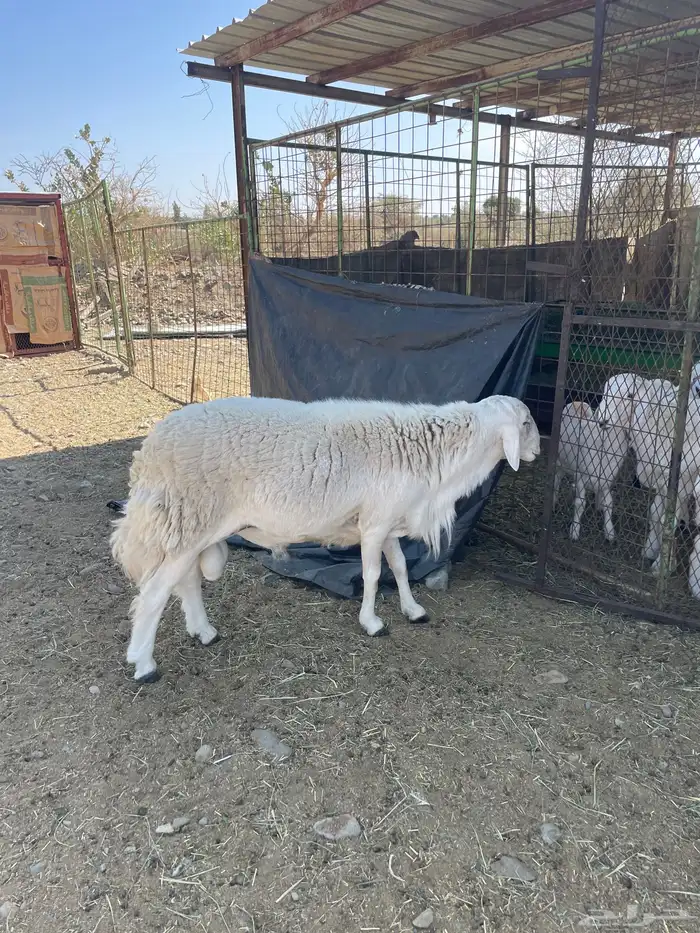 طلي فحل رباع 2