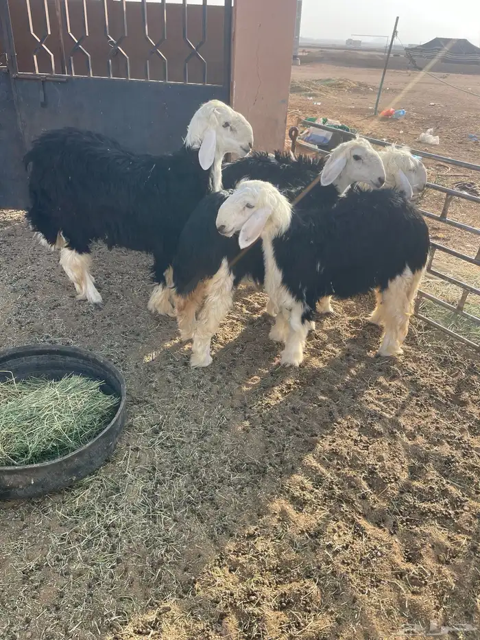 البيع رخال نجد كفو منوه القناي ومعهن خروف اعمارهن 7 شهور 1