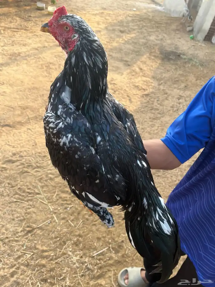 ديك سندي بيور 0