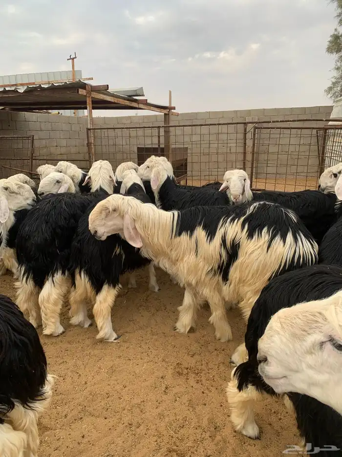 بهم نجد جبر 0