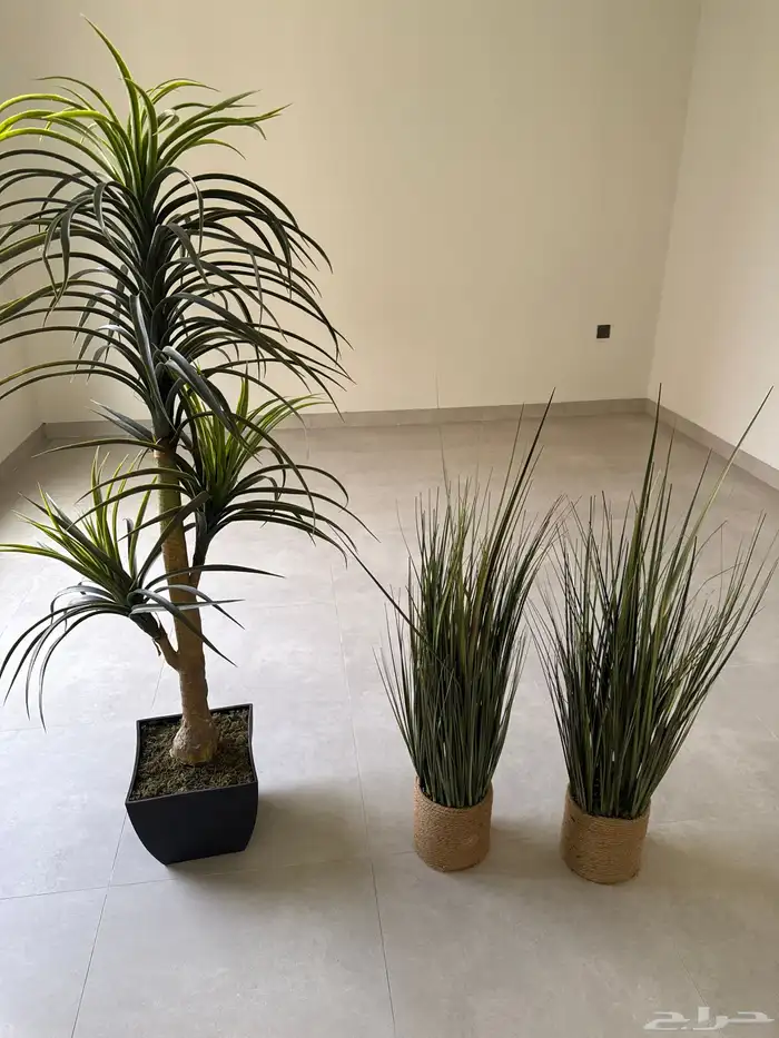 أشجار زينه للبيع العدد 3 2