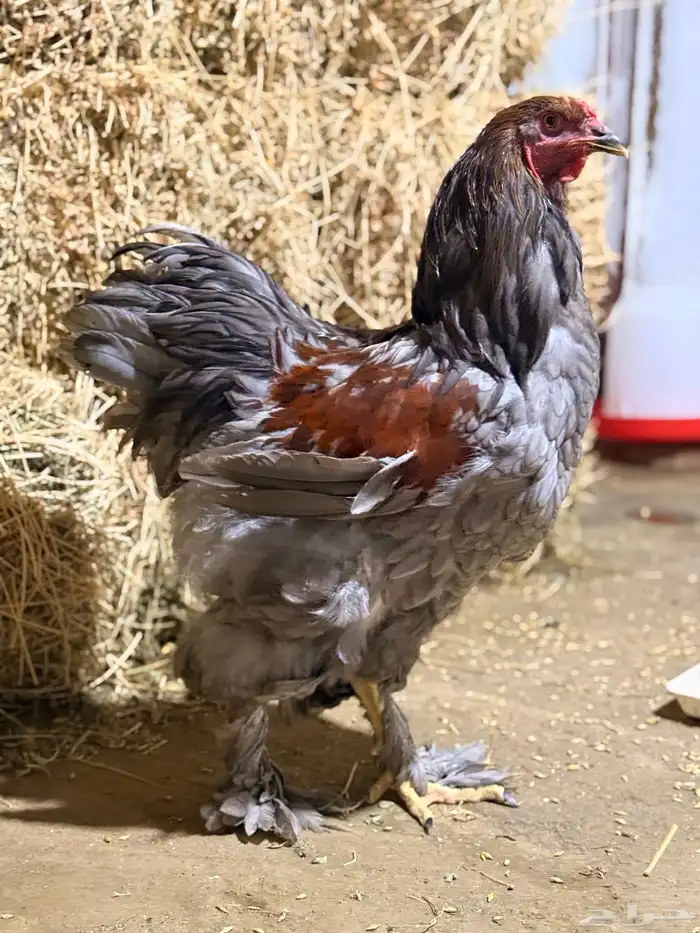 طقم براهما للبيع 4