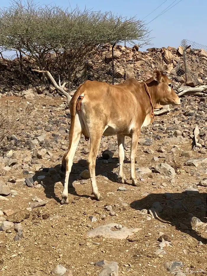 بقره معه حسيله حليب ممتاز زبده 1