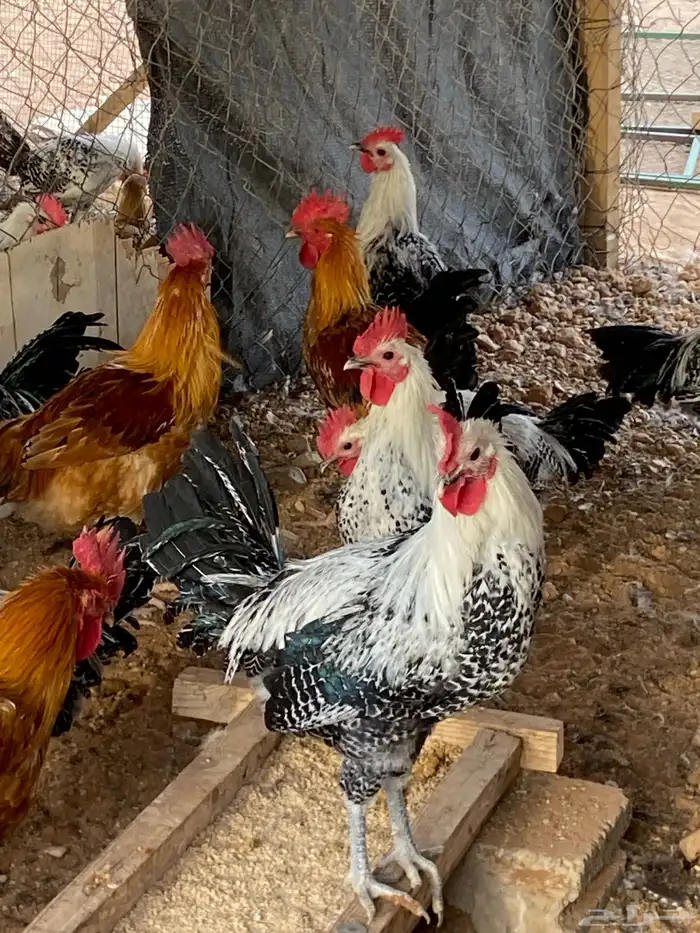 دجاج فيومي بلدي 7