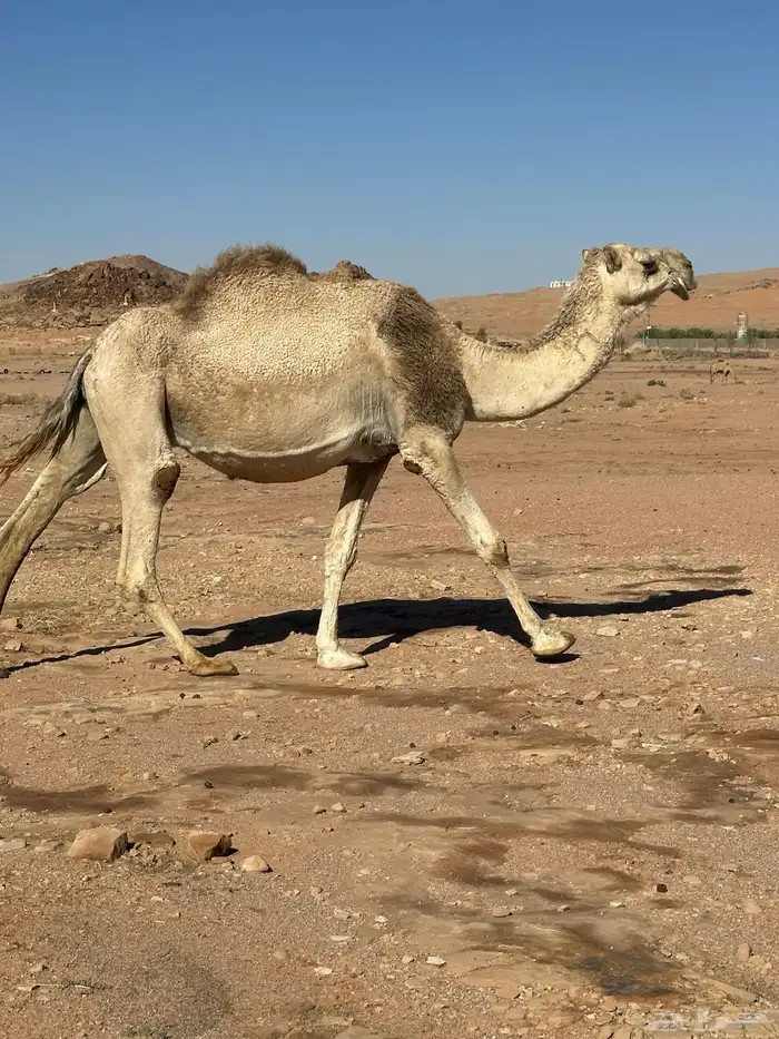 للبيع لقحه 1