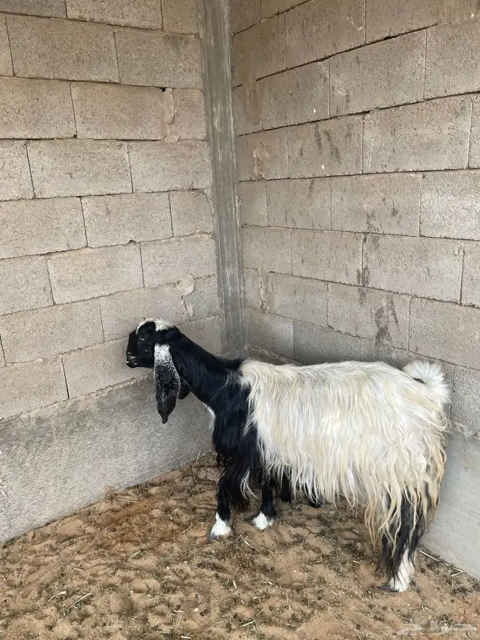 عنز والد ربدا مصريه 0