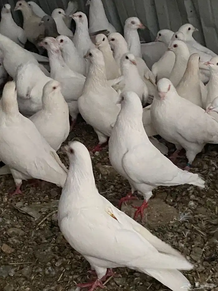 حمام فرنسي سوبر جانبو 6