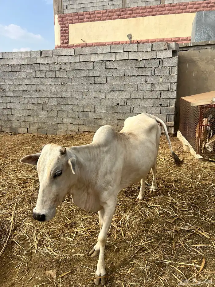 للبيع بقره هي وا ولدها على السوم الشريطي لا اشوفك 0