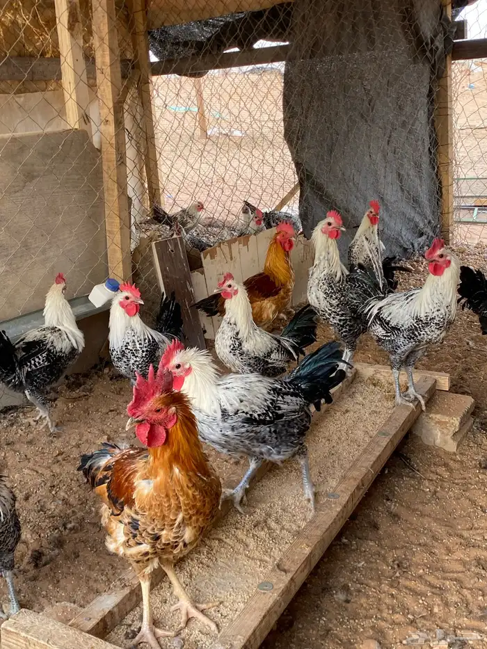 دجاج فيومي بلدي 8