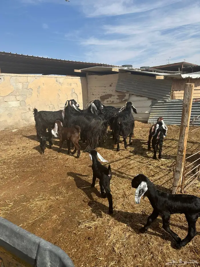 معزاء مطافيل اللبييع 9