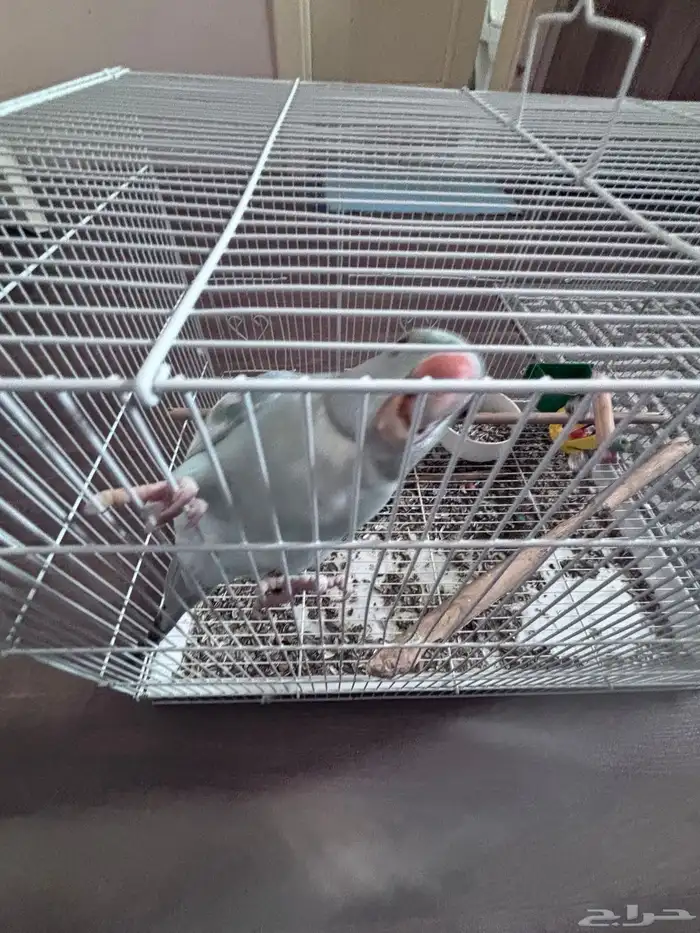 طير دره ذكر نص ولافه 3