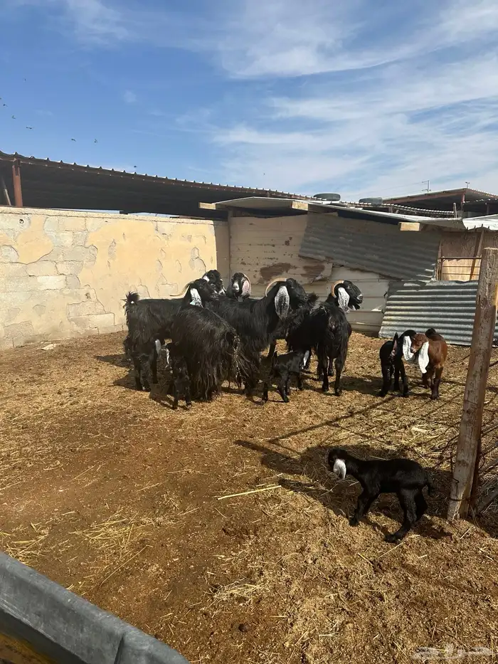 معزاء مطافيل اللبييع 7