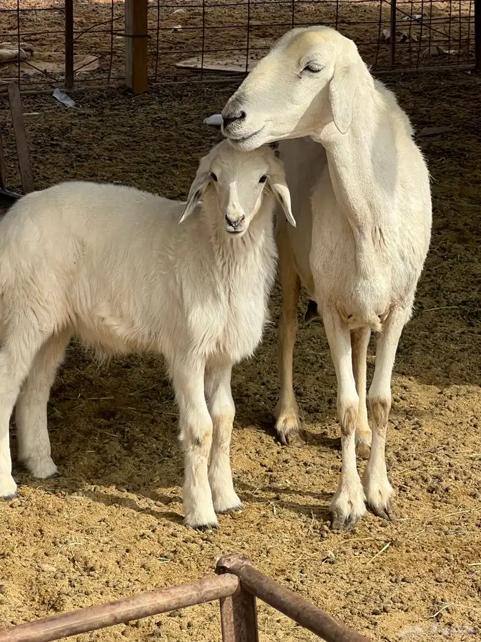 للبيع حري والد 0