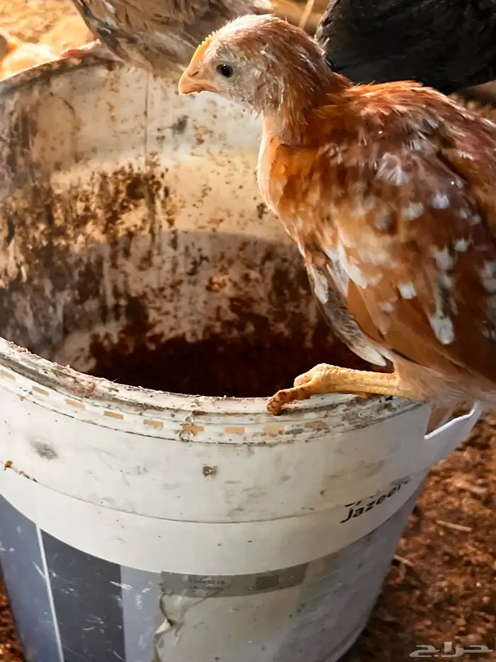 صوص بلدي دجاج عمر شهر وسبوعين 6