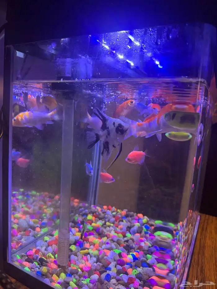 حوض سمك بالموتور و الفلتر و الاكل الخاص بالسمك 1