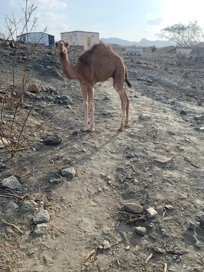 قعود لباني للبيع 2