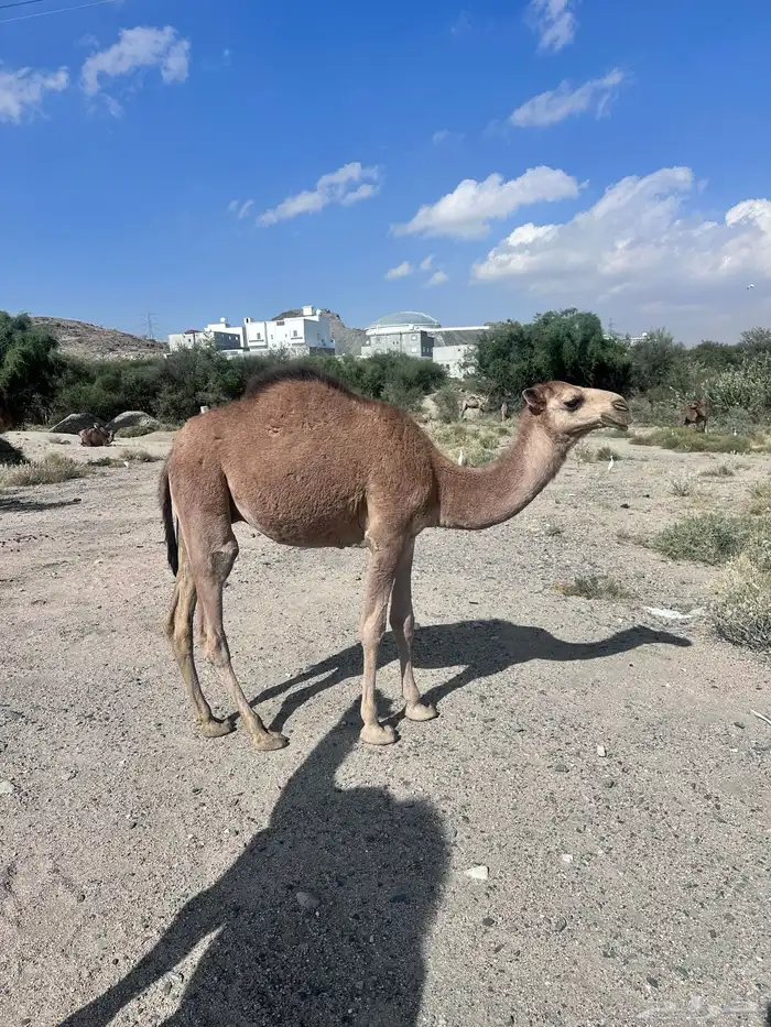 اربع قعدان وبكره للبيع على الربيع 3