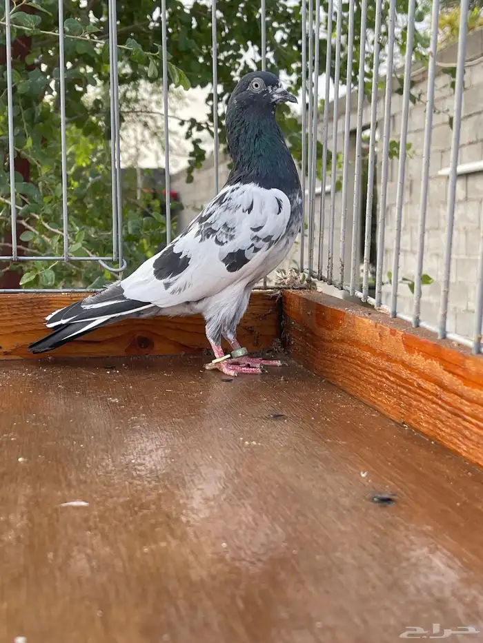 للبيع زوج رام حاجي 8