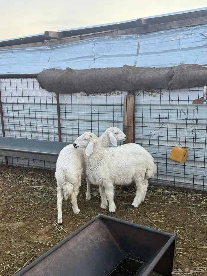 خروف ورخل طيبات ونظاف 3