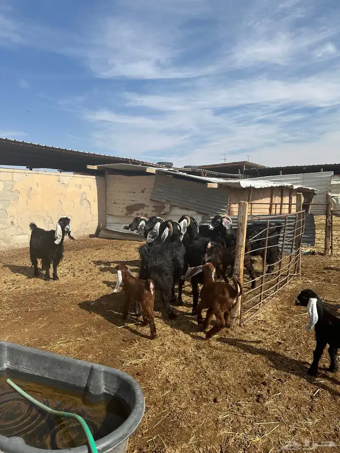 معزاء مطافيل اللبييع 12