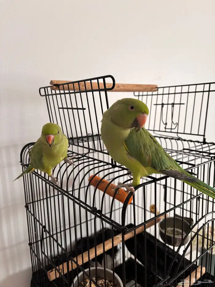 ببغاء درة هندي 2