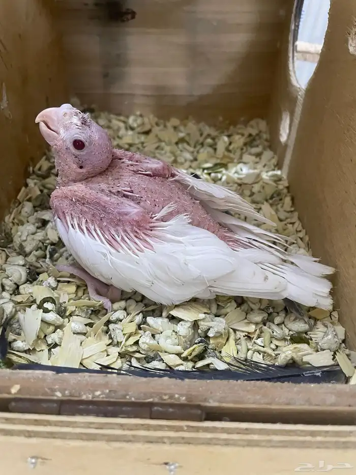 زوج كروان تحتهم فرخ البيتو 1