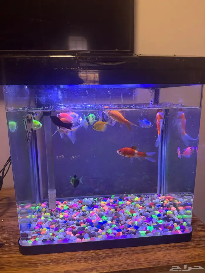 حوض سمك بالموتور و الفلتر و الاكل الخاص بالسمك 0