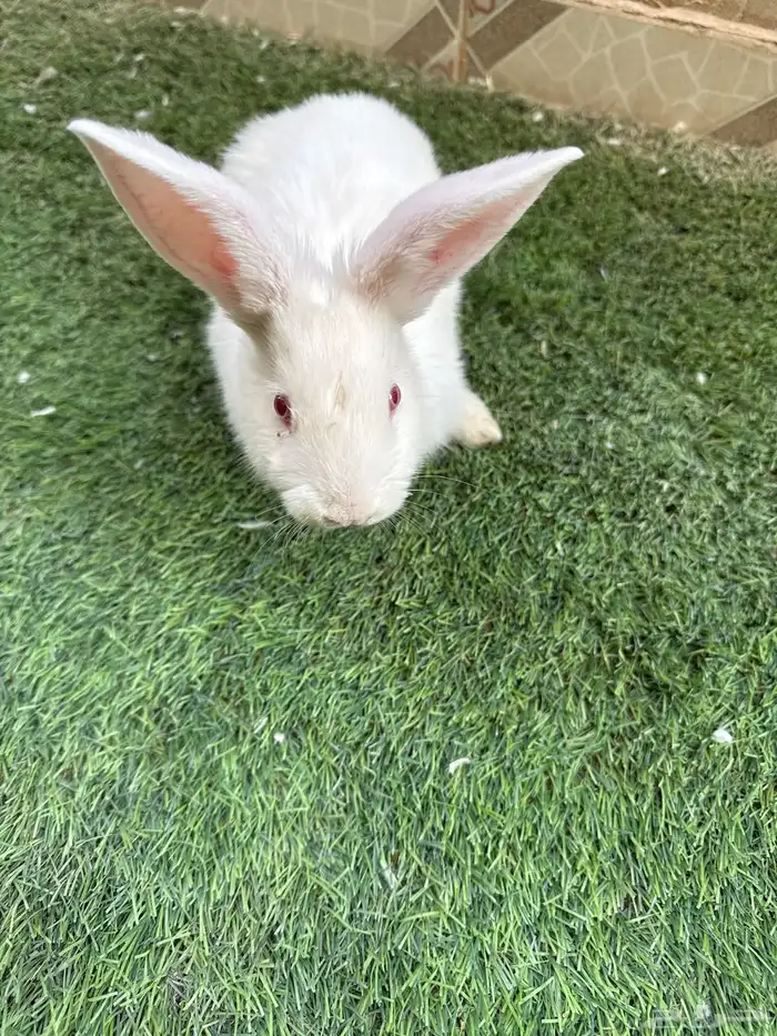 ارنب ابيض مع القفص ذكر وانثى 2