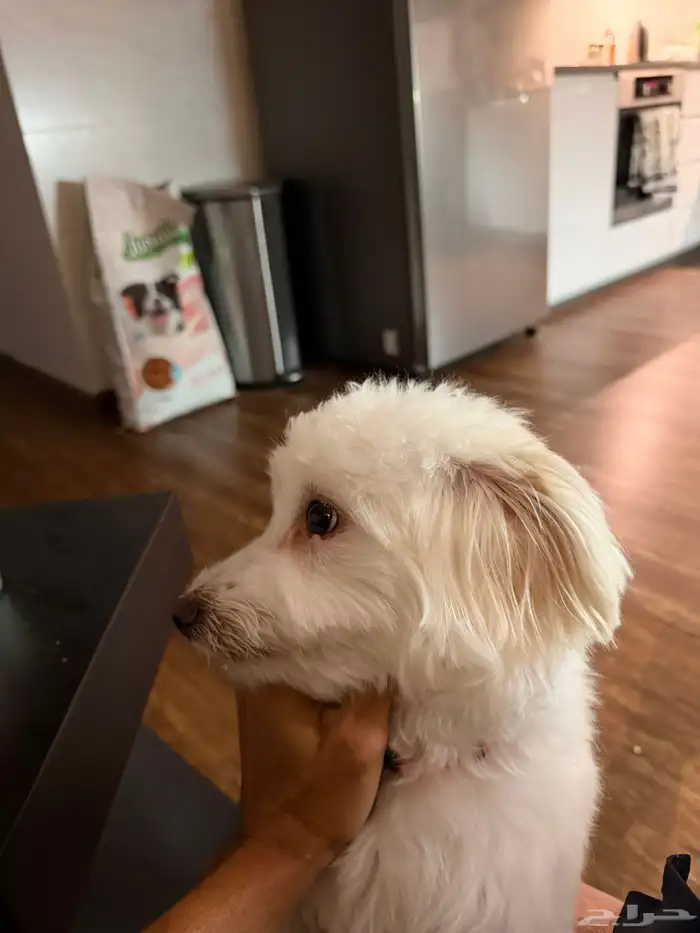 كلب مالتيز انثى 7 شهور 4